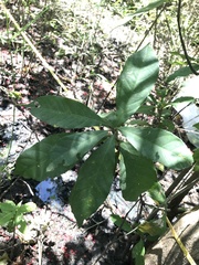 Barringtonia acutangula