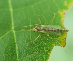 Chironomidae