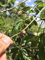 Barringtonia acutangula