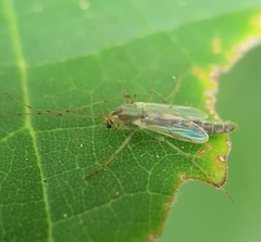 Chironomidae