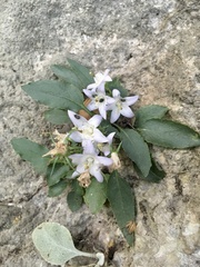 Campanula versicolor