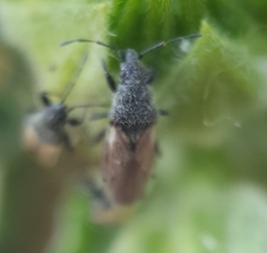 Oxycarenus