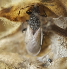 Oxycarenus