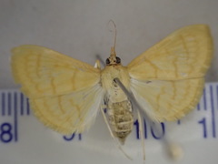 Notarcha chrysoplasta