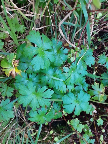 Geranium homeanum