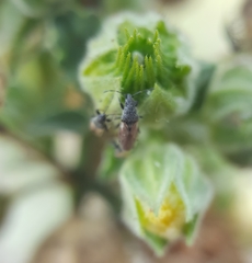 Oxycarenus