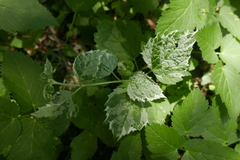 Lamium galeobdolon montanum