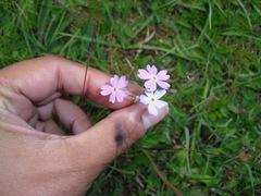 Primula farinosa
