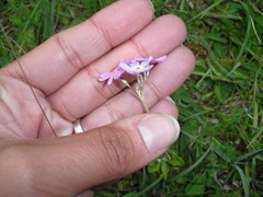 Primula farinosa