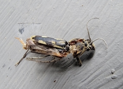 Xylotrechus