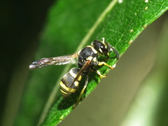 Antepipona orbitalis