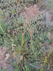 Lepidium cartilagineum