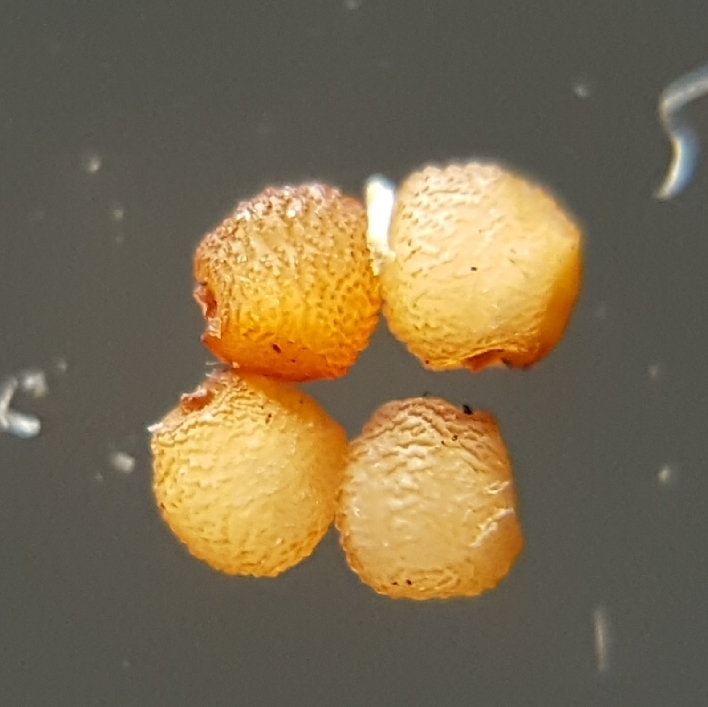 (c) François Rousseu, certains droits réservés (CC BY-NC) https://www.inaturalist.org/observations/84676623