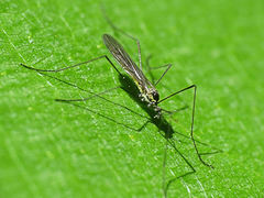 Ellipteroides lateralis