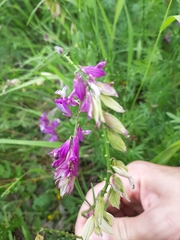 Polygala major