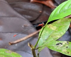 Teinobasis ruficollis