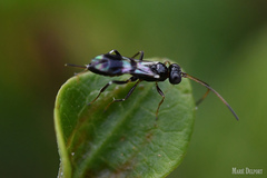Phygadeuontinae
