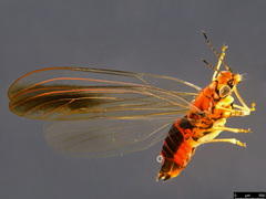 Anoeconeossa