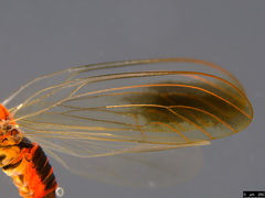 Anoeconeossa