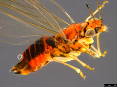 Anoeconeossa