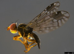 Austrotephritis pumila