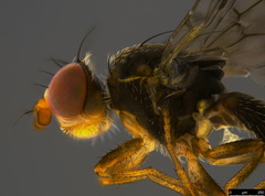 Austrotephritis pumila