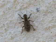 Sitona macularius