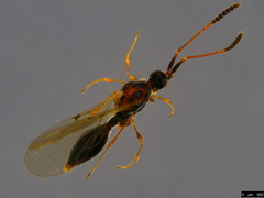 Ambositrinae