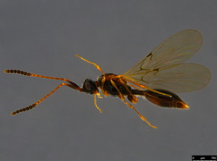 Ambositrinae