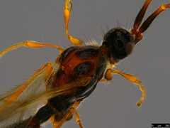 Ambositrinae