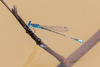 Tiny Bluet - Photo (c) Vincent Romera, some rights reserved (CC BY-NC), uploaded by Vincent Romera