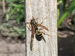 Polistes dominula