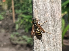 Polistes dominula