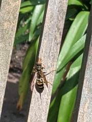 Polistes dominula
