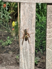 Polistes dominula