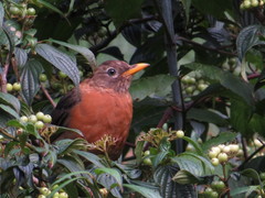 Turdus rufitorques