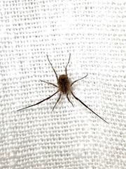 Lacinius horridus