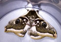 Saturnia pyretorum