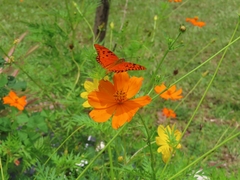 Dione vanillae