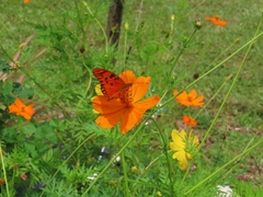 Dione vanillae