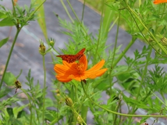 Dione vanillae