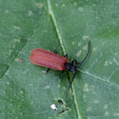 Erotinae