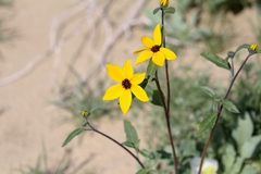 Helianthus petiolaris canescens