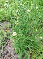 Achillea millefolium