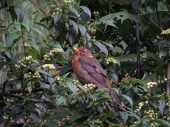 Turdus rufitorques