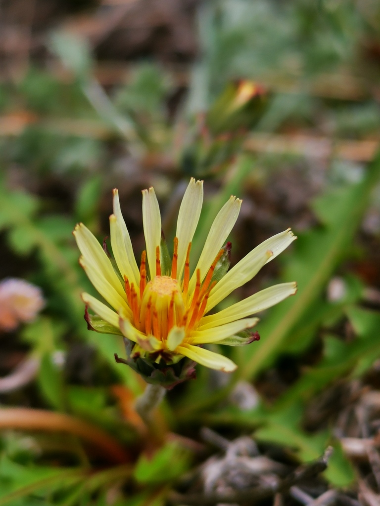 Taraxacum albescens in June 2021 by Boris Bolshakov · iNaturalist