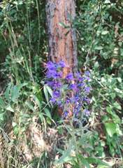 Echium vulgare