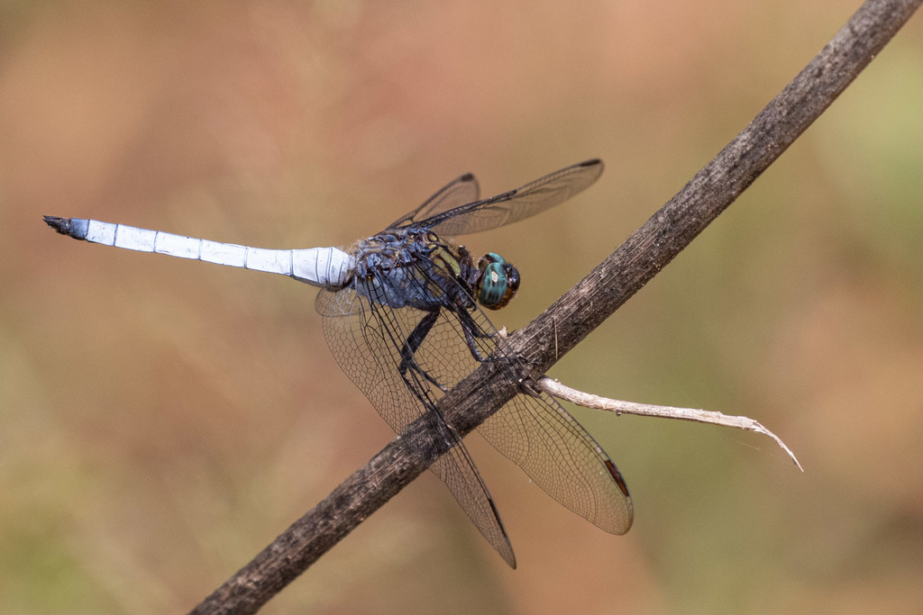 Giant Skimmer