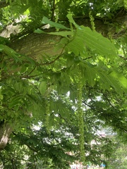Pterocarya