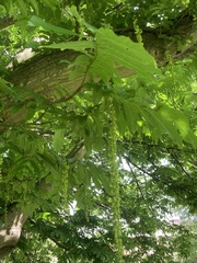 Pterocarya